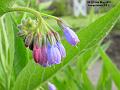2003-0514Comfrey